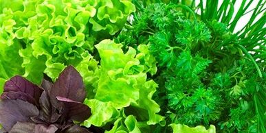 les légumes verts pour augmenter la puissance des hommes