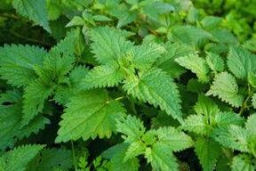 Herbes pour augmenter la puissance