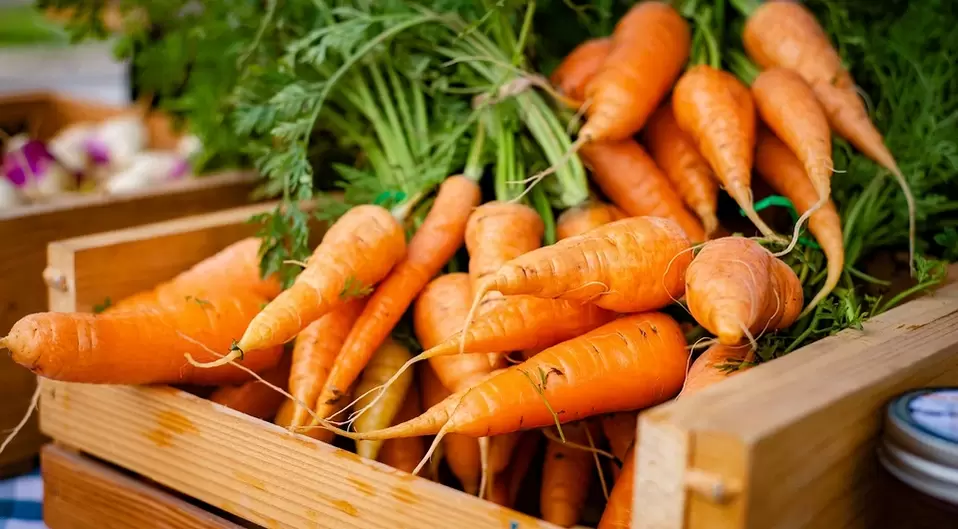 carottes pour la puissance