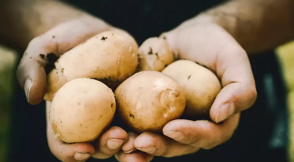 pommes de terre pour la puissance